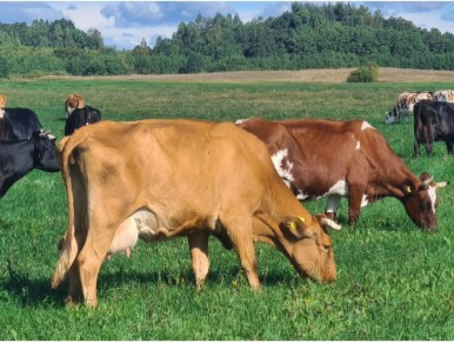 Gyvūnų produktyvumo tyrimai pieno ūkyje